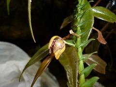 Dichaea muricatoides