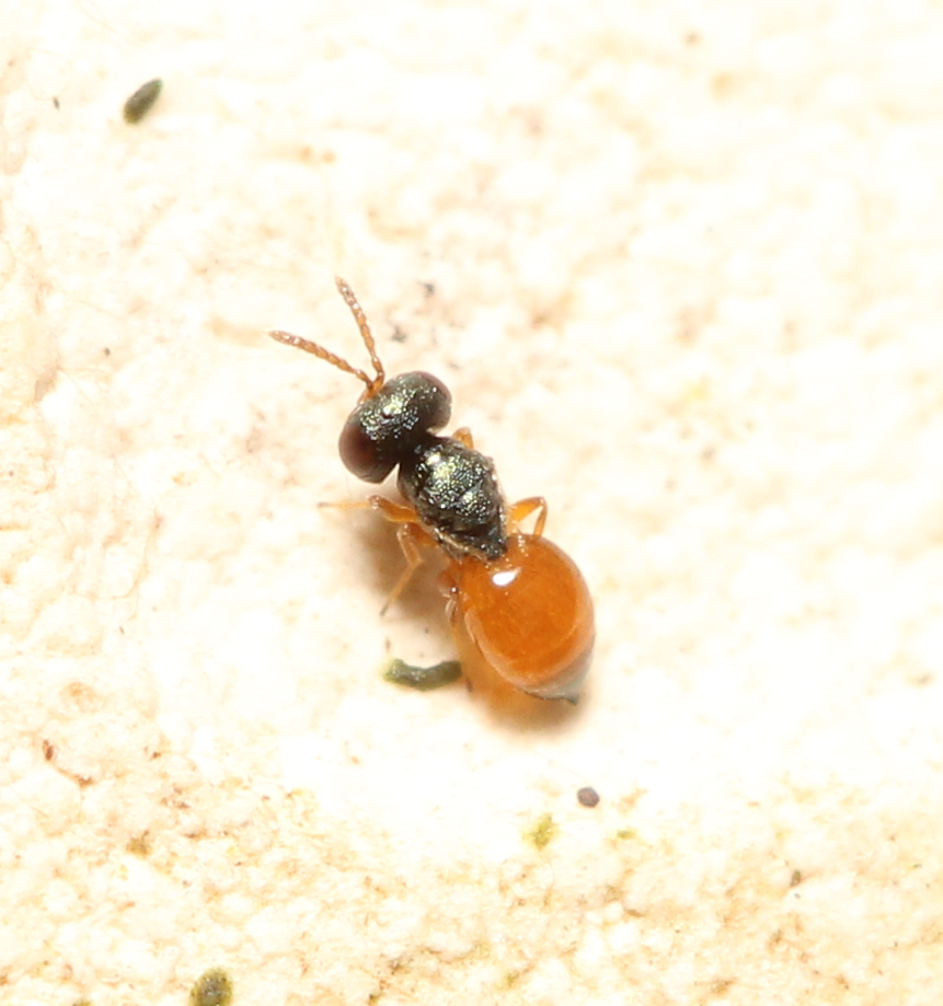 Callitula pyrrhogaster