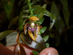 Dichaea muricatoides