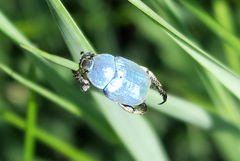 Hoplia coerulea