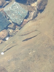 Labeobarbus marequensis