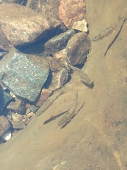 Labeobarbus marequensis