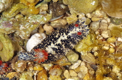 Hypselodoris saintvincentius