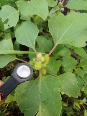 Xanthium orientale riparium