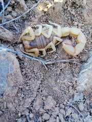 Parabuthus planicauda