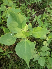 Xanthium orientale riparium