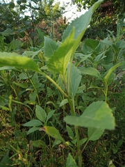 Xanthium orientale riparium