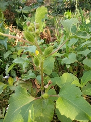 Xanthium orientale riparium
