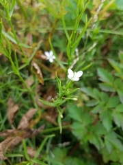 Arenaria paludicola