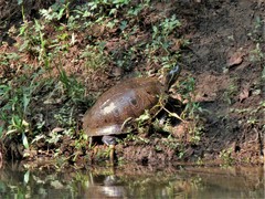 Trachemys venusta cataspila