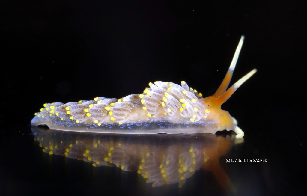 Tenellia catachroma