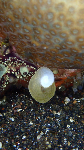 Heterostegina suborbicularis observed 2024-09-24