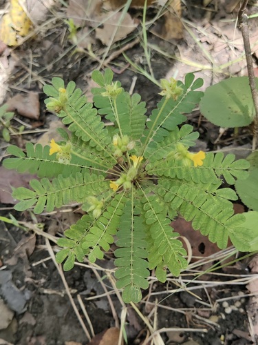 Image of Biophytum sensitivum by (c) Ram Dayal Vaishnav, some rights reserved (CC BY)