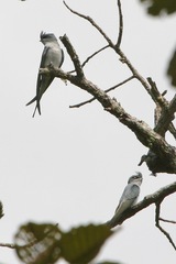 Hemiprocne coronata