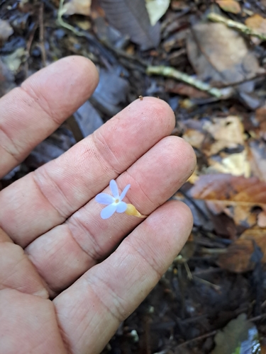 Image of Voyria tenella by (c) keesgroenendijk, some rights reserved (CC BY)
