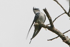 Hemiprocne coronata