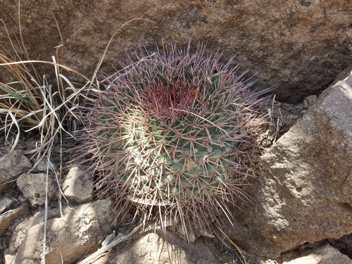 Sonora river cactus (Mammillaria standleyi)