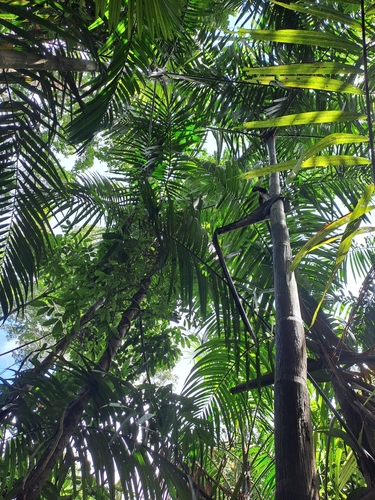 Image of Oenocarpus mapora by (c) keesgroenendijk, some rights reserved (CC BY)