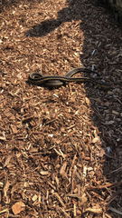 Thamnophis sirtalis semifasciatus