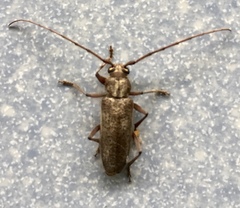 Stromatium longicorne