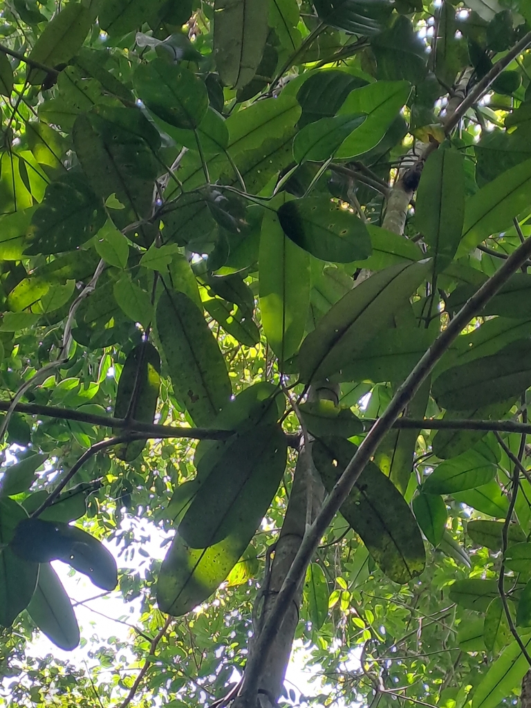 Calophyllum longifolium (Calophyllum longifolium)