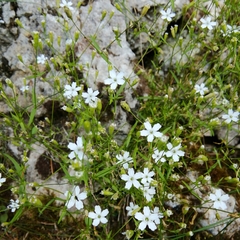 Heliosperma pusillum