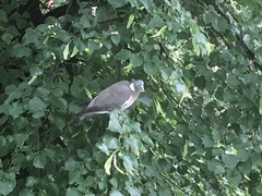 Columba palumbus