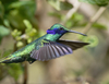 Sparkling Violetear - Photo (c) Tony Iwane, some rights reserved (CC BY-NC), uploaded by Tony Iwane