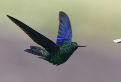 Great Sapphirewing photo 2