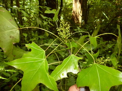 Oreopanax sanderianus