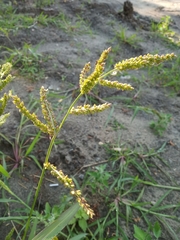 Echinochloa crus-galli