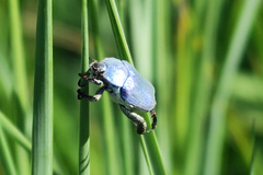 Hoplia coerulea