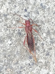 Necydalis laevicollis