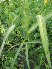 Echinochloa crus-galli