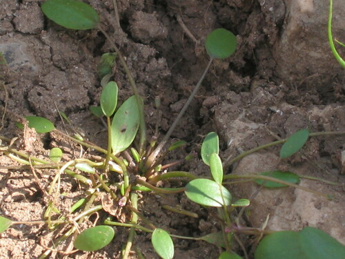 Limosella aquatica iNat (1)