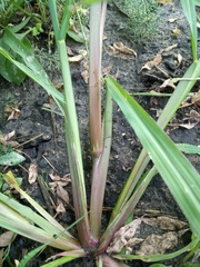 Echinochloa crus-galli