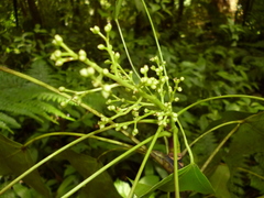 Oreopanax sanderianus