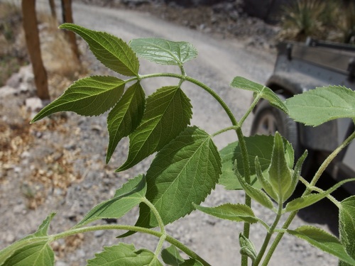 Arizona spikenard (Aralia humilis)