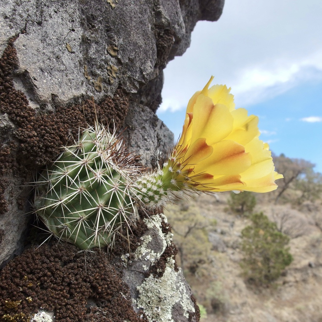 Echinocereus stoloniferus, Sonora, MX