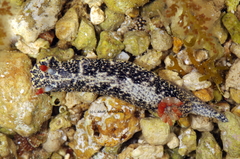 Hypselodoris saintvincentius