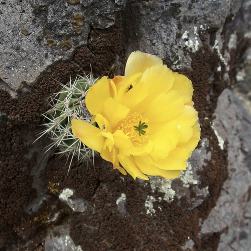 Image of Echinocereus stoloniferus by (c) Sue Carnahan, some rights reserved (CC BY)