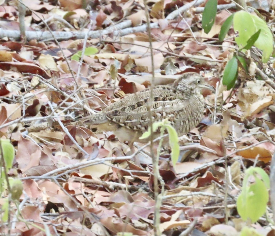 Madagascar Buttonquail (Turnix nigricollis), photo 5
