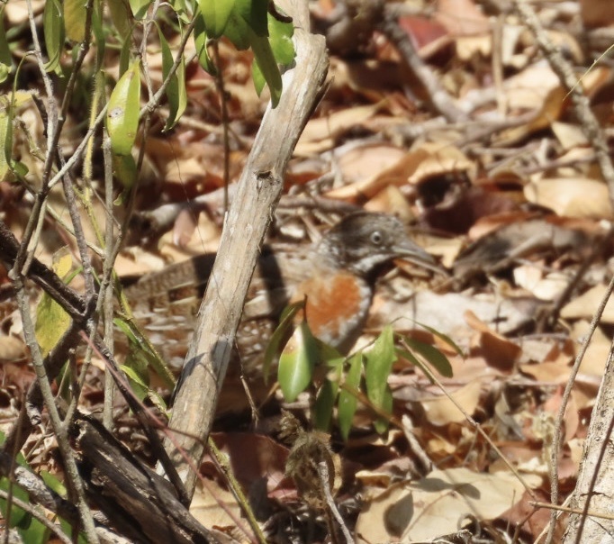 Madagascar Buttonquail (Turnix nigricollis), photo 6