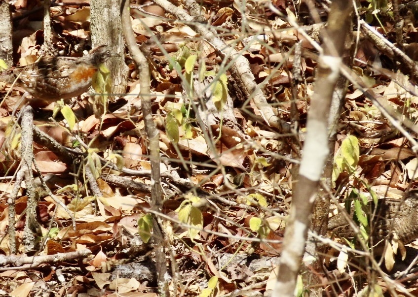 Madagascar Buttonquail (Turnix nigricollis), photo 7