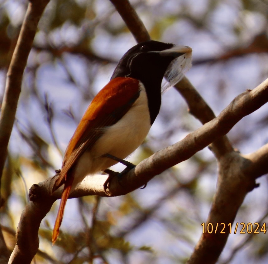 Rufous Vanga (Schetba rufa), photo 6