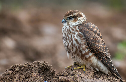 Merlin (Falco columbarius)