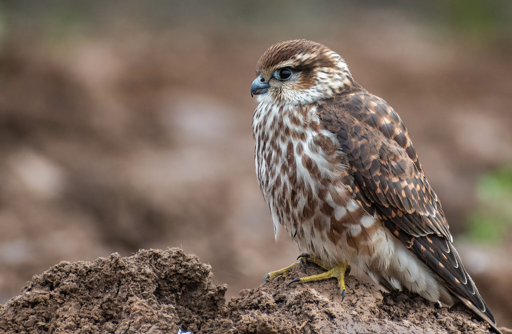 Merlin (Falco columbarius)