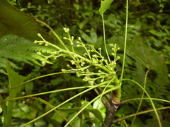 Oreopanax sanderianus