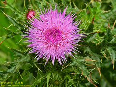 Cirsium japonicum australe