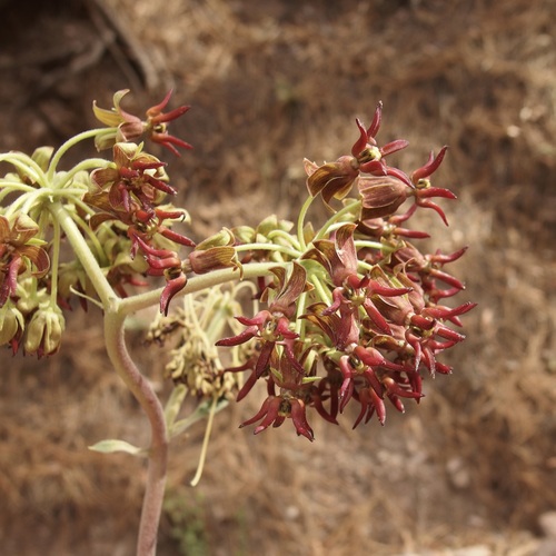 Image of Asclepias hypoleuca by (c) Sue Carnahan, some rights reserved (CC BY)